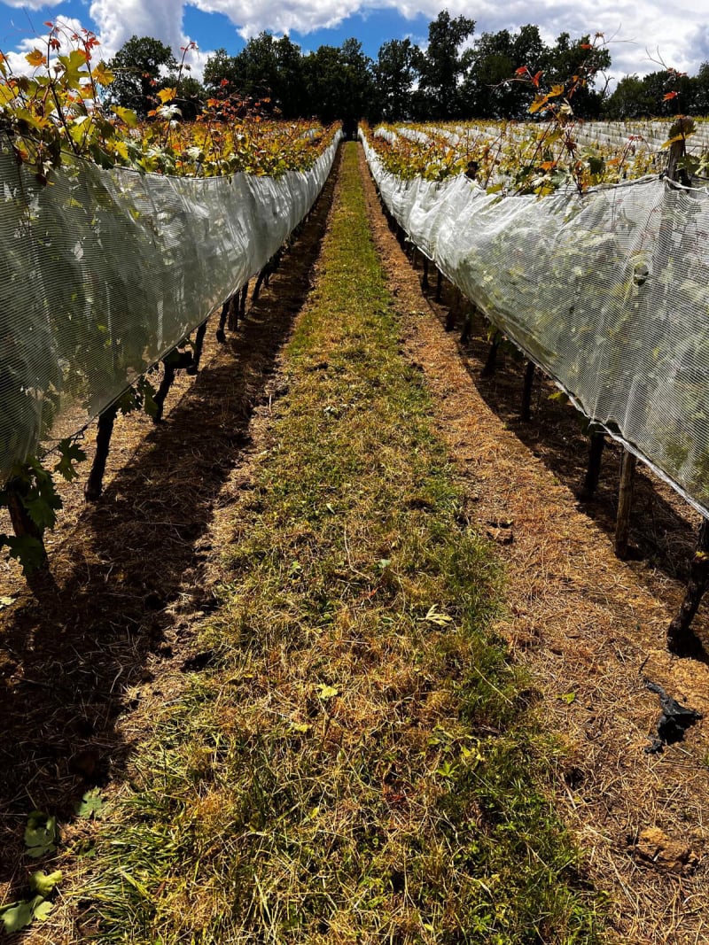 Rotofrom vignes - évite le ravinement