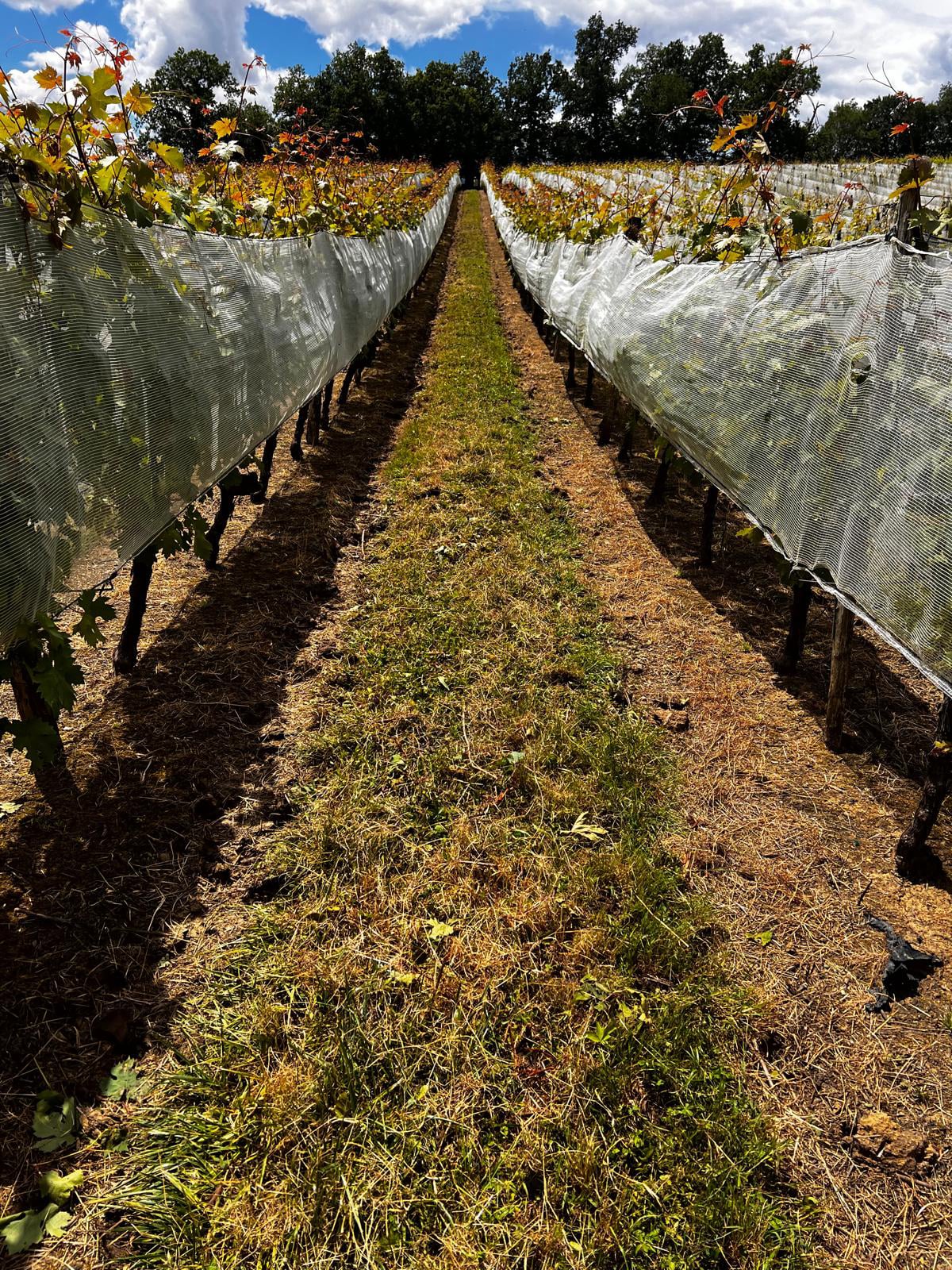 Rotofrom vignes - évite le ravinement