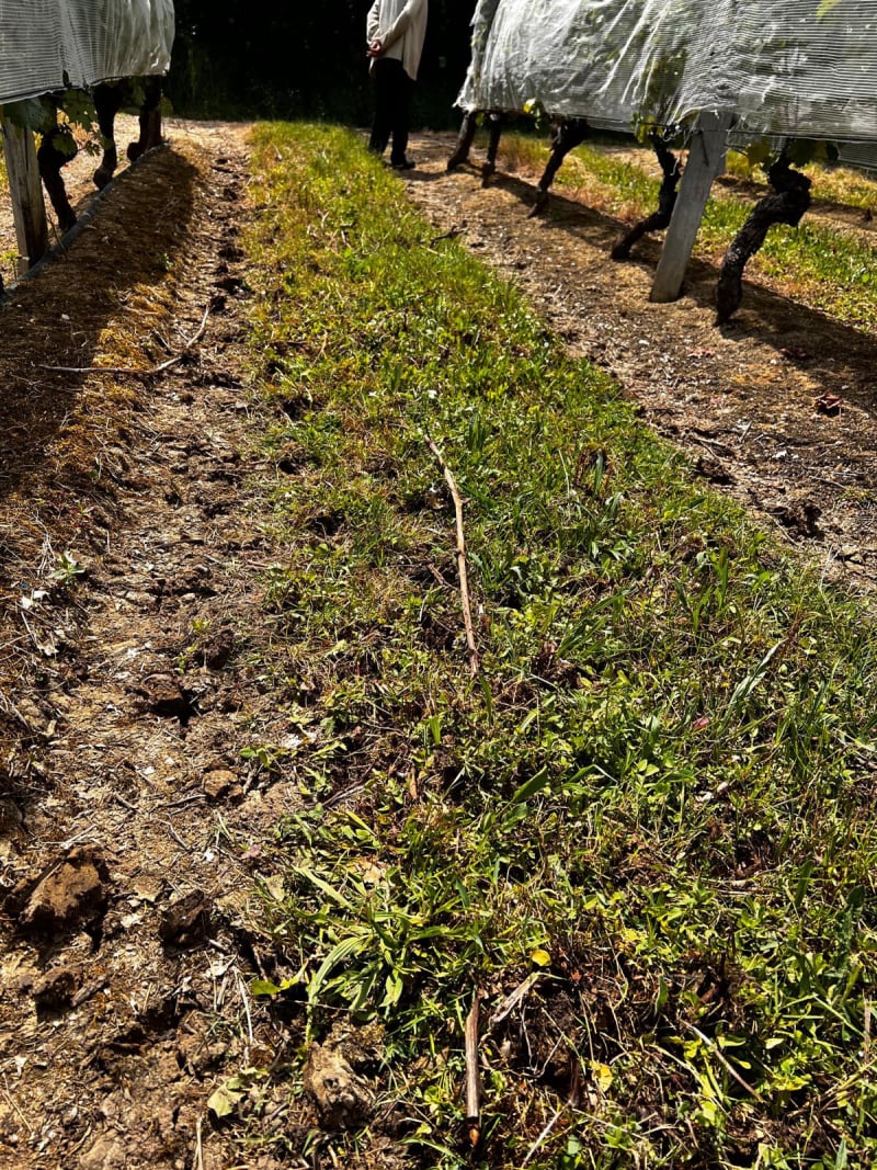 Rotofrom vignes - évite le ravinement