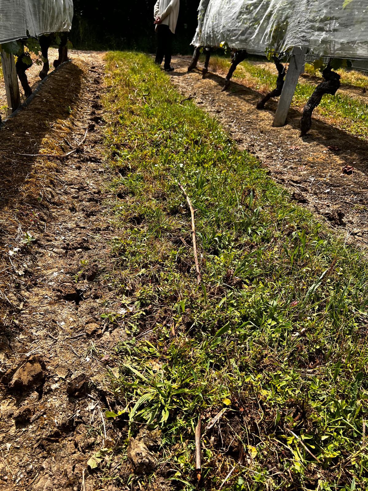 Rotofrom vignes - évite le ravinement